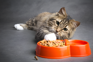 Essential Guide to Pet Feeding Supplies