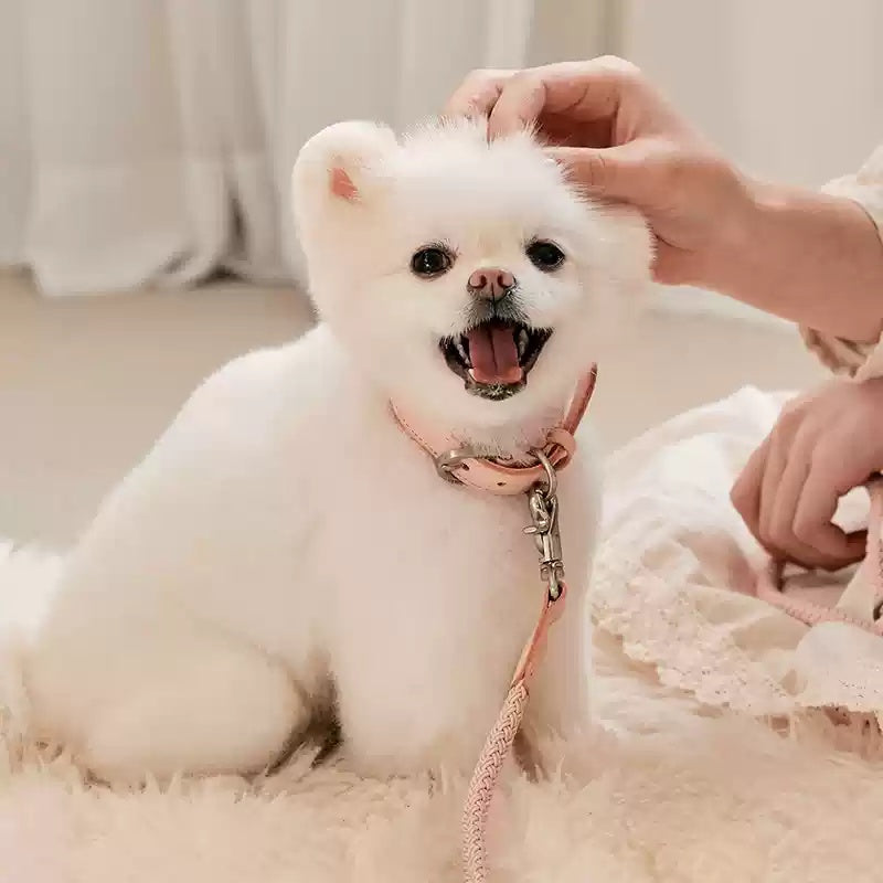 Leather Pet Collar And Handheld Leash For Daily Walking