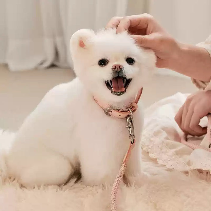 Leather Pet Collar And Handheld Leash For Daily Walking