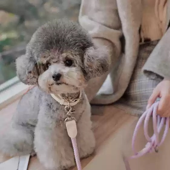 Leather Pet Collar And Handheld Leash For Daily Walking