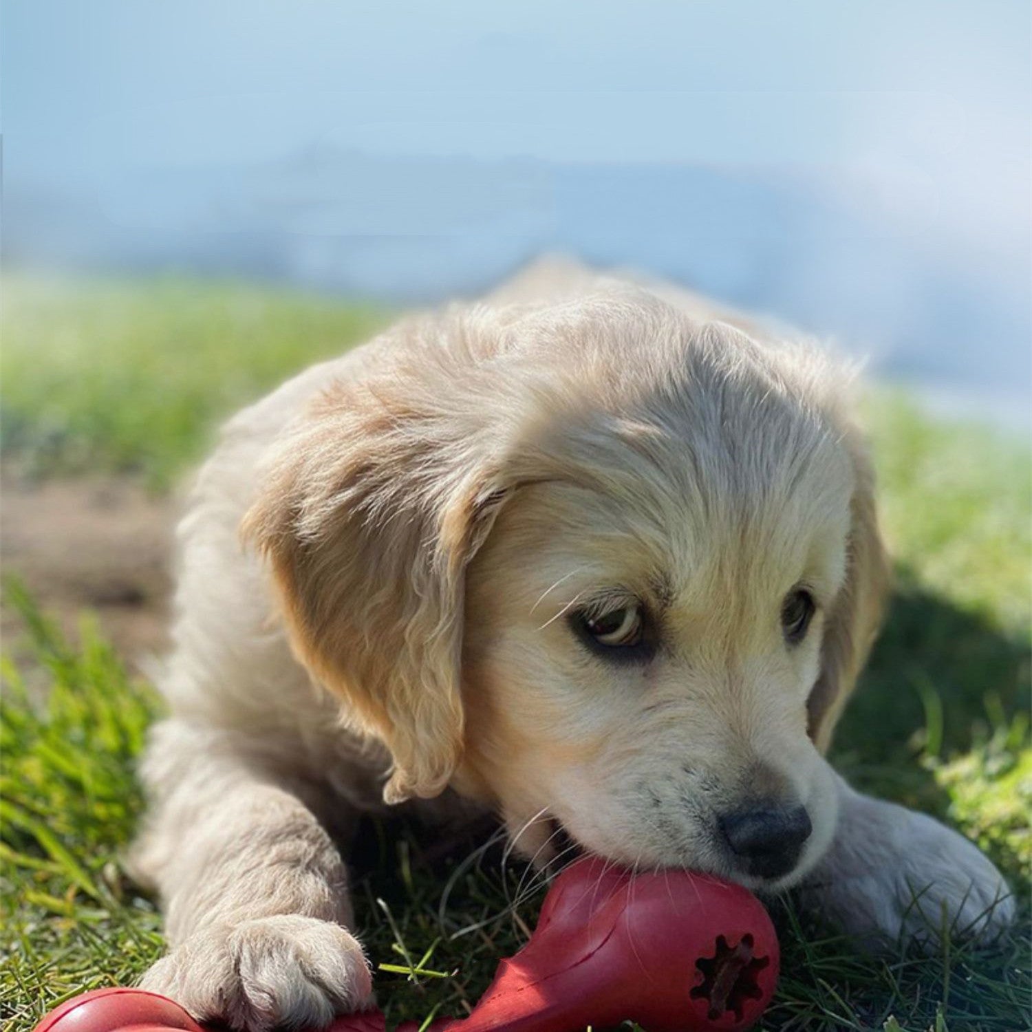 Bite Resistant Rubber Chewing Grinding Pet Toy