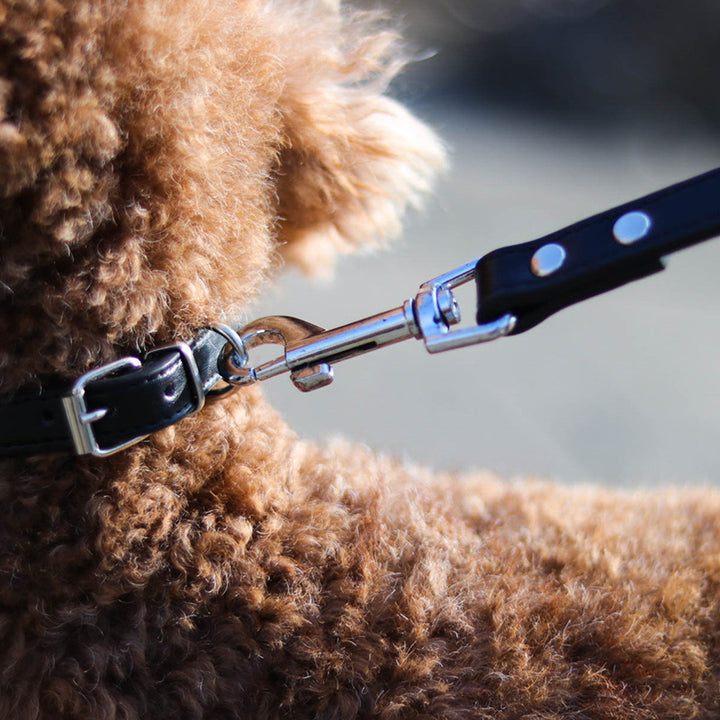Adjustable Pet Leash And Collar Set For Daily Walking Use