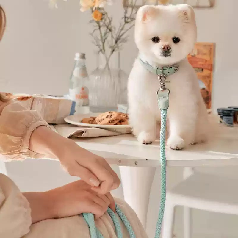 Leather Pet Collar And Handheld Leash For Daily Walking