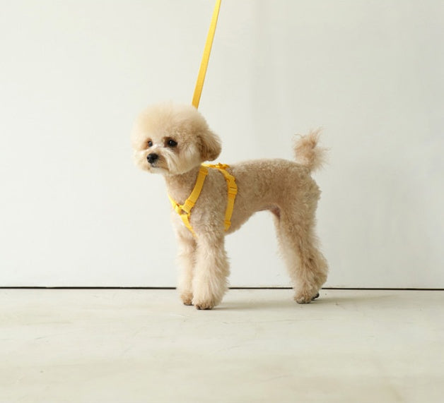Macaron Ins Wind Style Adjustable Pet Leash For Daily Walking