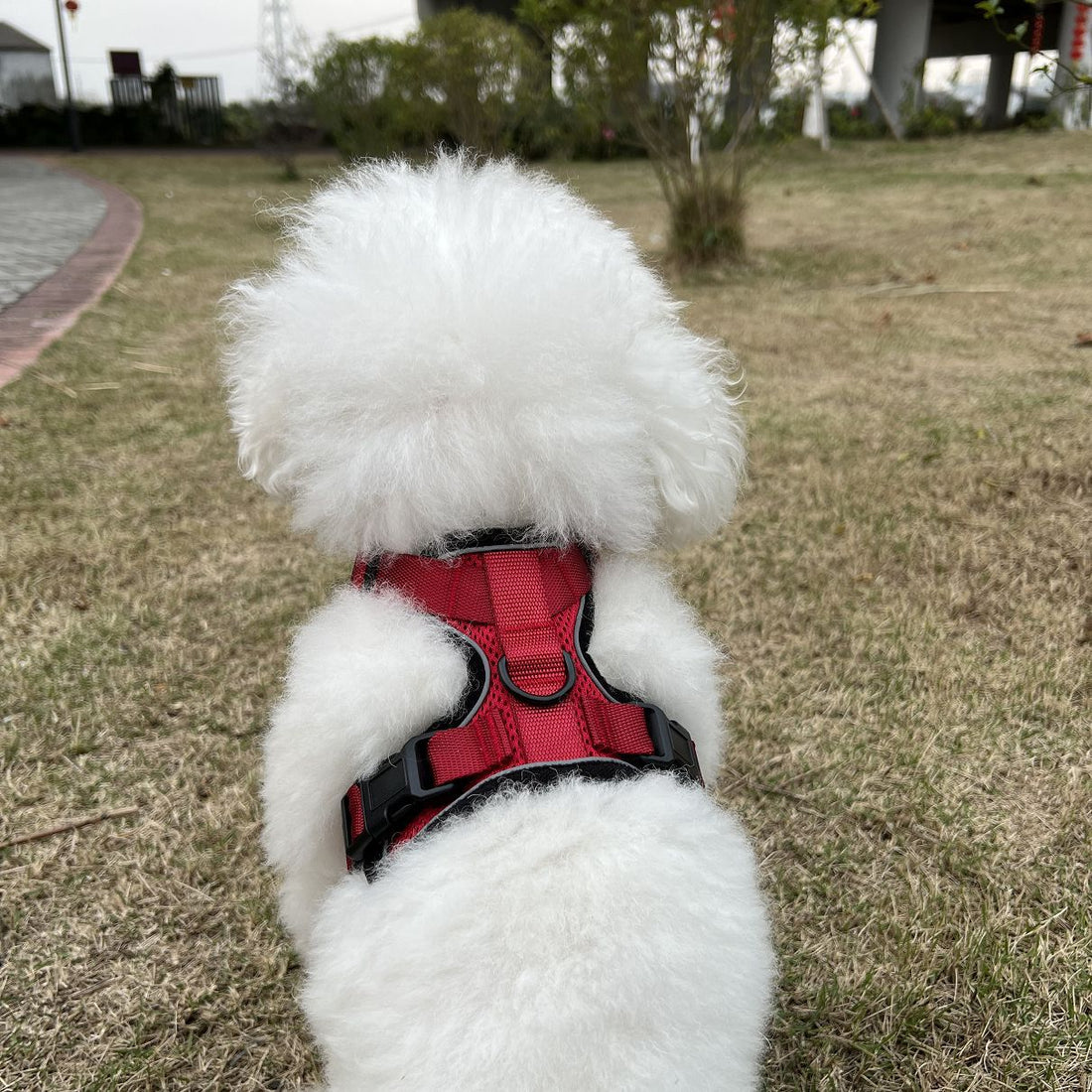 Vest Type Adjustable Anti Breakaway Leash